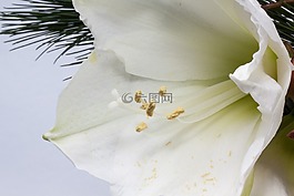 阿马丽利斯,花,厂