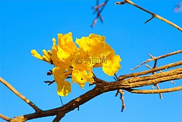 黃色,花,枝杈