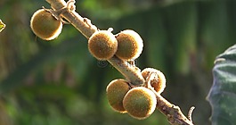 性質(zhì),在中,哥倫比亞