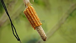 性質(zhì),在中,哥倫比亞