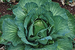 卷心菜,蔬菜,食品
