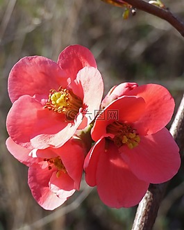 花,粉色,雄蕊