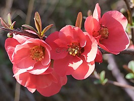 花,粉色,雄蕊