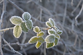 冬季,弗羅斯特,雪