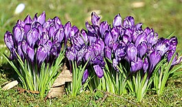 藏紅花,iridaceae,觀(guān)賞植物