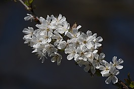 開花,櫻花,春天