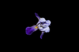 花卉,明亮,白