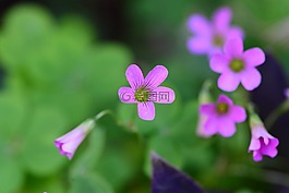 花,春天,瑪格麗特