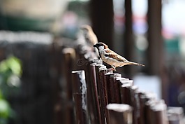 鳥,自然,戶外