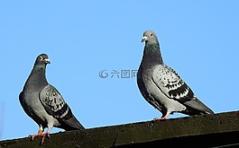 鴿子,性質(zhì),動物