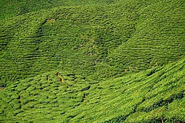 場,茶,性質(zhì)