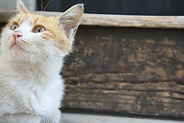 貓,貓咪,動(dòng)物