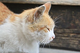 貓,貓咪,動物