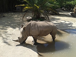 犀牛,buin 动物园,圣地亚哥