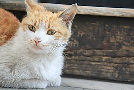 貓,貓咪,動物