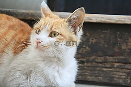 貓,貓咪,動物