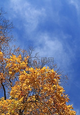 秋天,葉子,天空