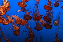 海蜇,水,動物