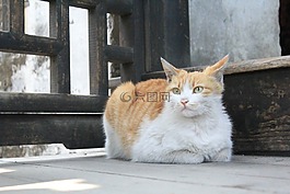 貓,貓咪,動(dòng)物
