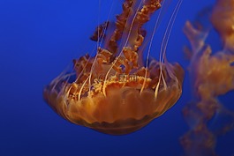 海蜇,水,動物