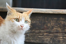 貓,貓咪,動物