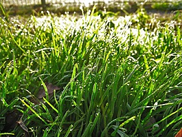 雜草,綠色,一滴水