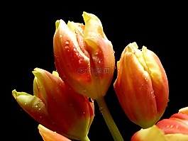 春天,郁金香,三文魚(yú)