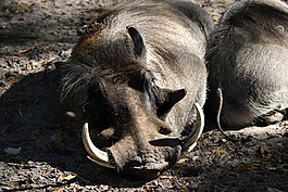 warthog,动物,野生动物