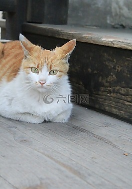 貓,貓咪,動物