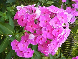 水華,鮮花,花園