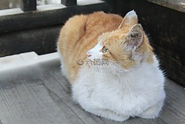 貓,貓咪,動物
