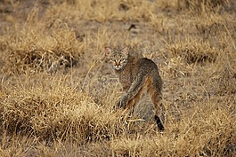野貓,非洲,野生動物園