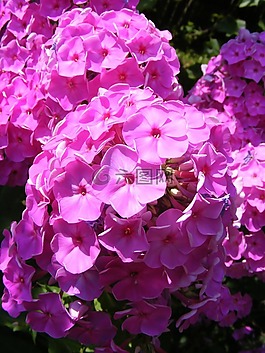 水華,鮮花,花園