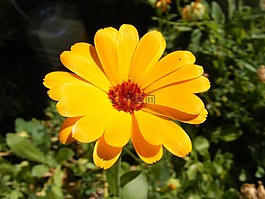 金盏花,化妆品,烹饪