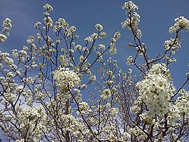 蘋果,花,白