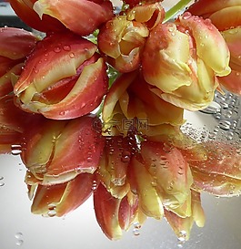 春天,郁金香花束,三文魚
