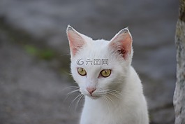 貓,白,眼睛