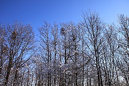 蓝色,冷,森林