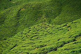 茶,花園,茶園