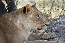 母獅,非洲,野生動物園