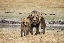 獅子,母獅,捕食