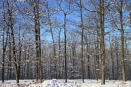 森林,雪,冬天