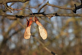 宏碁,楓,pseudoplatanus