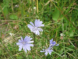 花,藍(lán)色的花,野生花卉