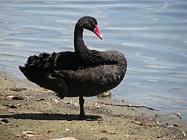 天鵝,黑,鳥