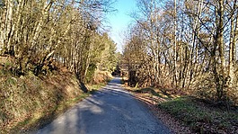 秋,路,樹