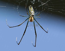 蜘蛛,香蕉,web