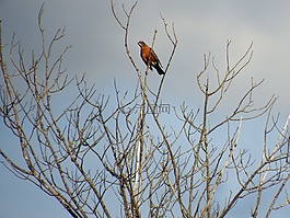 知更鳥(niǎo),redbreast,鳥(niǎo)