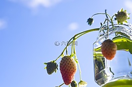 草莓,天空