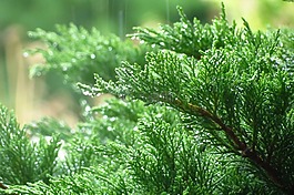 雨點,葉子,綠色